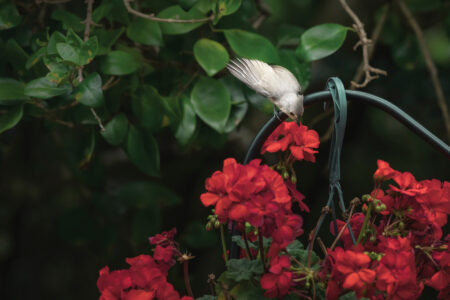 Strategies for Inviting Pollinators Back Into Your Landscape Image